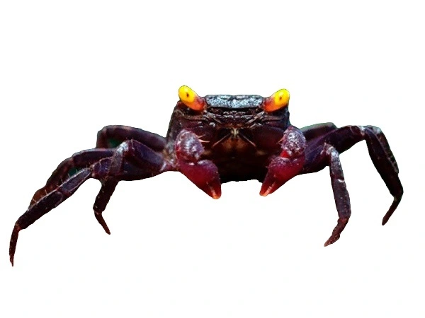 Vampyr krabbe med sorte ben Geosesarma sp. Black Leg